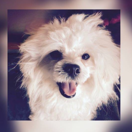 Trovo profile picture for @MALTESE