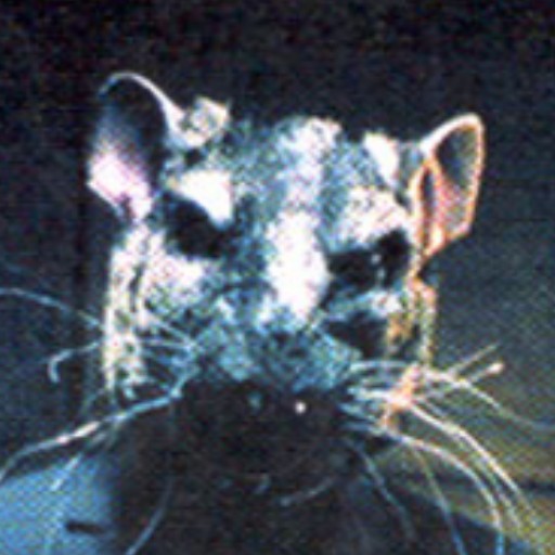 -RAT