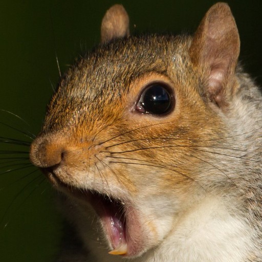 Trovo profile picture for @Squirrels