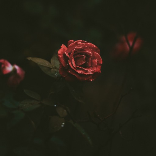 Trovo profile picture for @Romeo