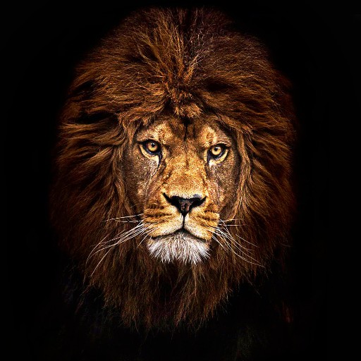 Trovo profile picture for @lions
