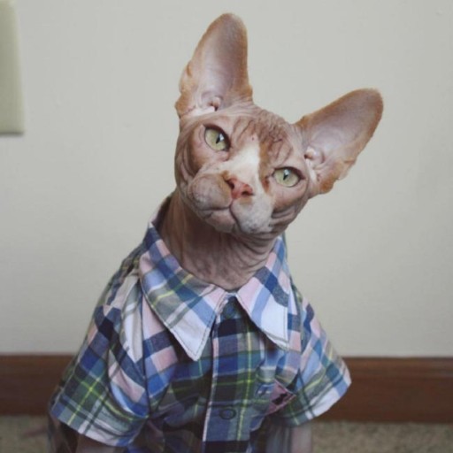 ahna avatar