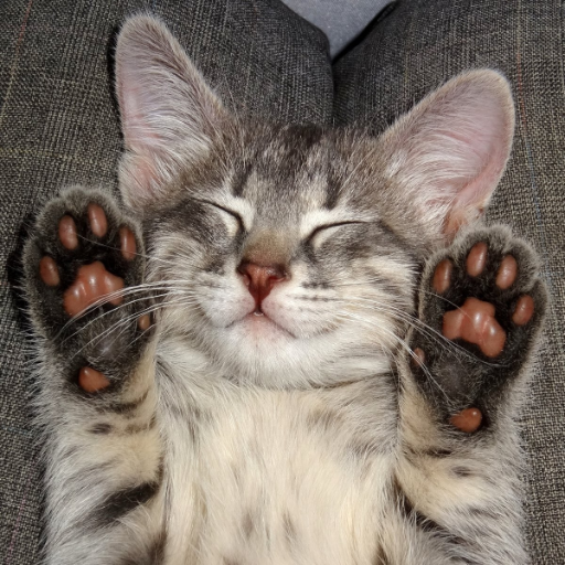 Покажи с котиками