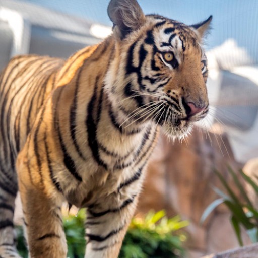 Trovo profile picture for @Tigers