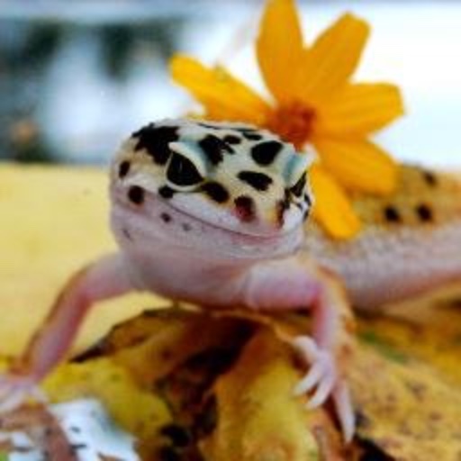 Trovo profile picture for @gecko