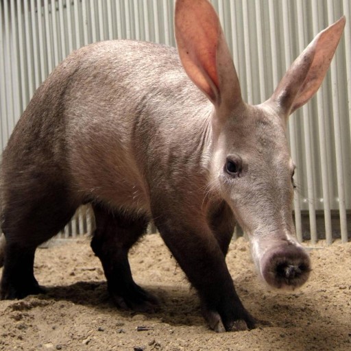 Trovo profile picture for @Aardvark