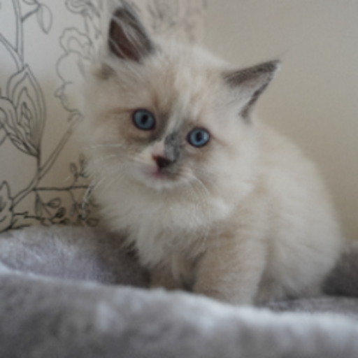 catparlour