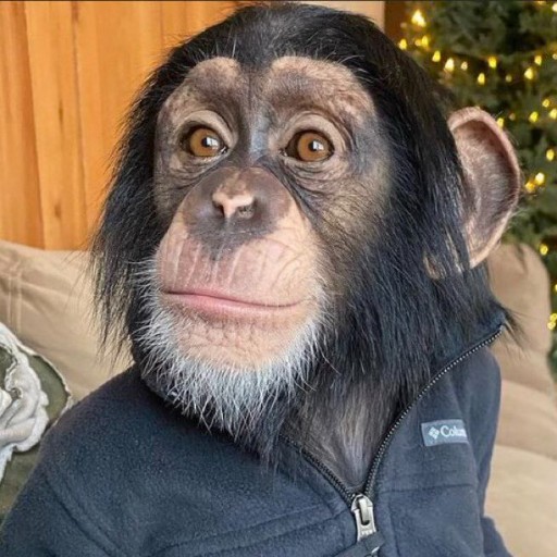 Trovo profile picture for @Chimpanzee