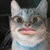 face